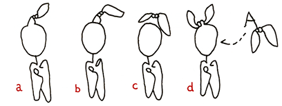 Grammatik-Studien: Hannes Katers Darsteller *15 Protagonist mit *16 Knoten  EIntr&auml;ge a bis d: bewusste Erinnerung, durchgezogene Kopflinie, nah schwebend und zugeordnet