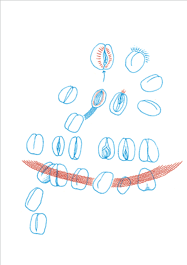 Hannes Kater - B&auml;ckerzeichnung 015 - 381 x 539 Pixel